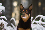 Australian Kelpie