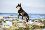 Australian Kelpie