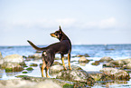 Australian Kelpie