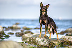 Australian Kelpie