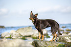 Australian Kelpie