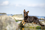 Australian Kelpie