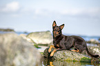 Australian Kelpie