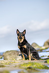 Australian Kelpie