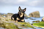 Australian Kelpie