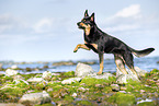 Australian Kelpie