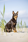 Australian Kelpie