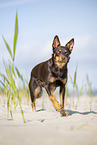 Australian Kelpie