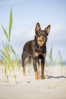 Australian Kelpie