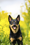 Australian Kelpie