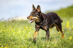 Australian Kelpie