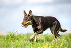 Australian Kelpie