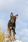 Australian Kelpie