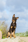 Australian Kelpie