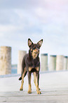 Australian Kelpie