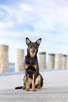 Australian Kelpie