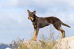 Australian Kelpie