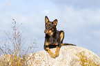 Australian Kelpie