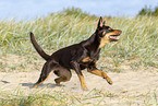 Australian Kelpie