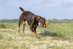 Australian Kelpie