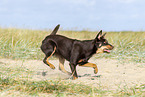 Australian Kelpie