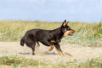 Australian Kelpie