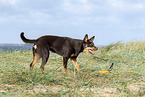 Australian Kelpie