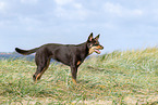 Australian Kelpie