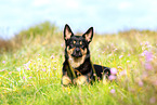 Australian Kelpie