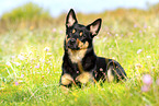 Australian Kelpie