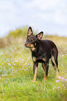 Australian Kelpie