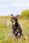 Australian Kelpie