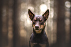 Australian Kelpie