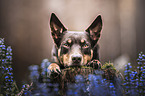 Australian Kelpie