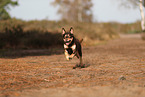 Australian Kelpie