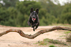 schwarzer Australian Kelpie