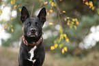 schwarzer Australian Kelpie