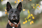 schwarzer Australian Kelpie