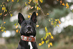 schwarzer Australian Kelpie