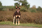 Australian Kelpie