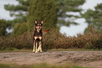 Australian Kelpie