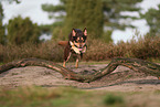 Australian Kelpie