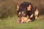 Australian Kelpie