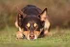 Australian Kelpie