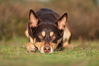 Australian Kelpie