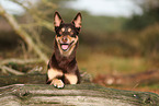 Australian Kelpie