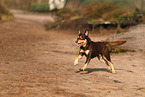 Australian Kelpie