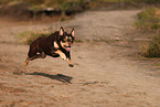 Australian Kelpie