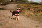 Australian Kelpie