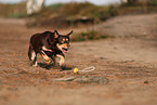 Australian Kelpie